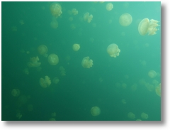 Jellyfish Lake - Palau