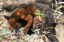 possum.jpg
