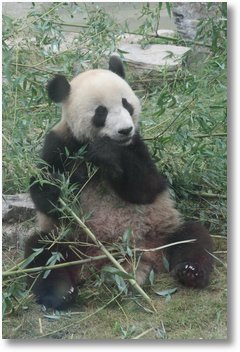 Panda in Beijing Zoo