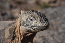 Land iguana