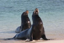 Male sea lions