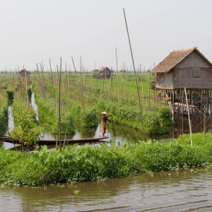 Inle Lake floating gardens, Myanmar