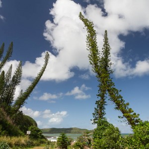 Pines colonnaires at Baie de Tortues