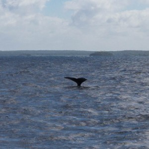 Staart van een bultrugwalvis