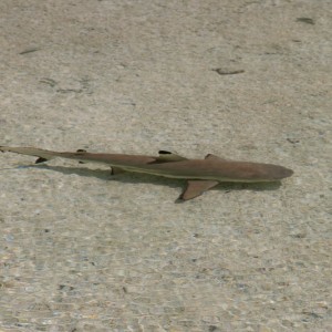 Black tip reef shark at Motu Aito - Fakarava
