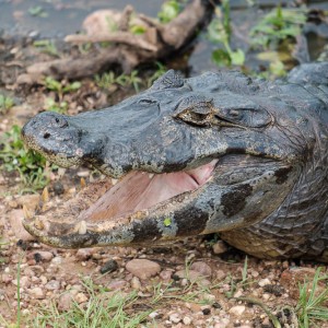 Caiman
