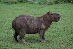 Capibara