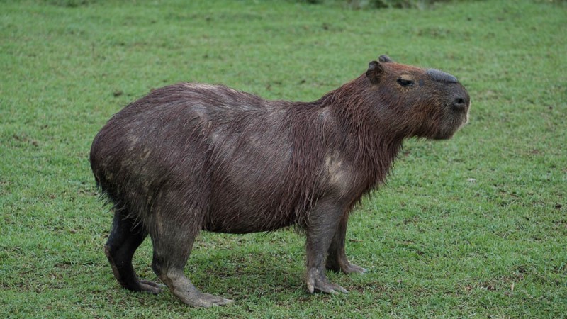 Capibara