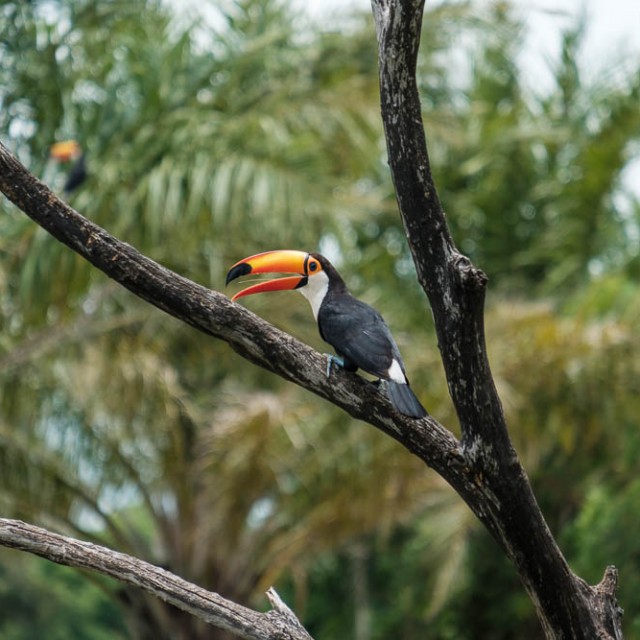 Toucans at Pousada Aguapé