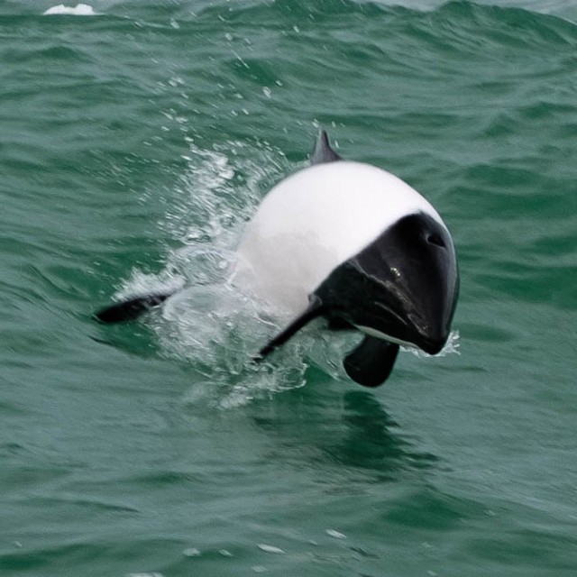 Black & white Commerson's dolphin