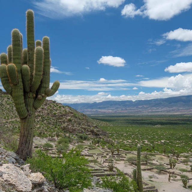 Cardon cactus at the ruins of Quilmes
