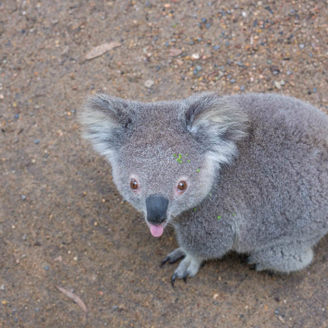 Koala, Australian Reptile Park, NSW