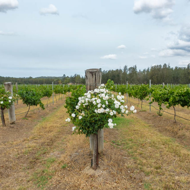 Peterson House vineyard, Hunter Valley