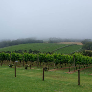 Montalto wijngaard op het Mornington schiereiland