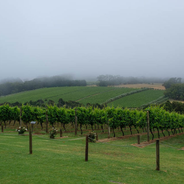 Montalto winery on Mornington Peninsula