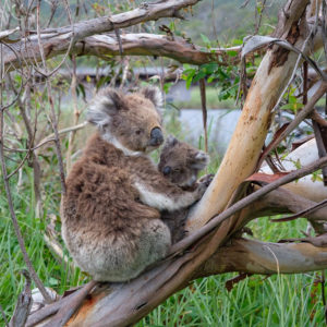 Moeder koala met een kleine joey