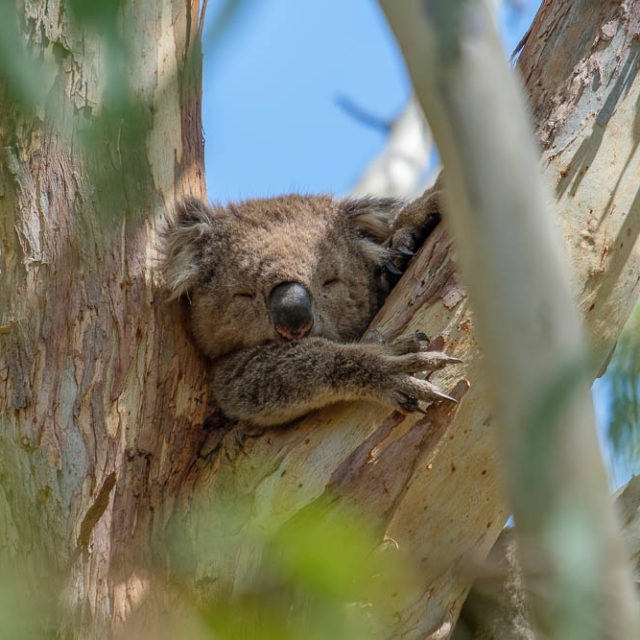 Sleepy koala at Tower Hill