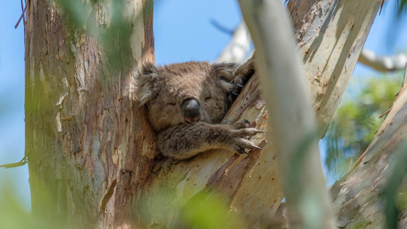 Slaperige koala bij Tower Hill