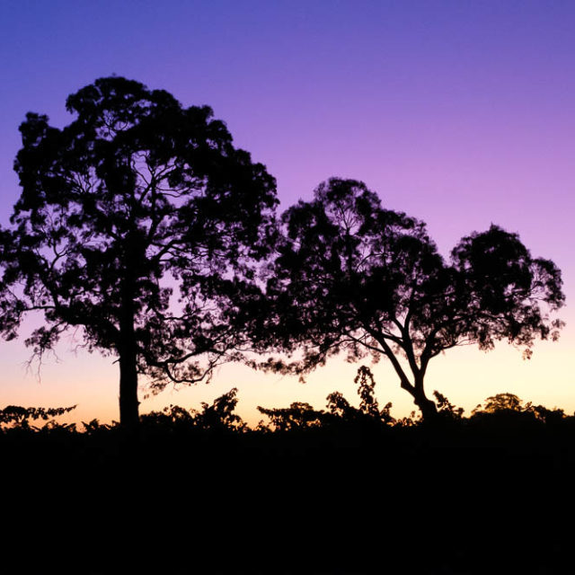 A sunset over the Camawald vineyards in Coonawarra