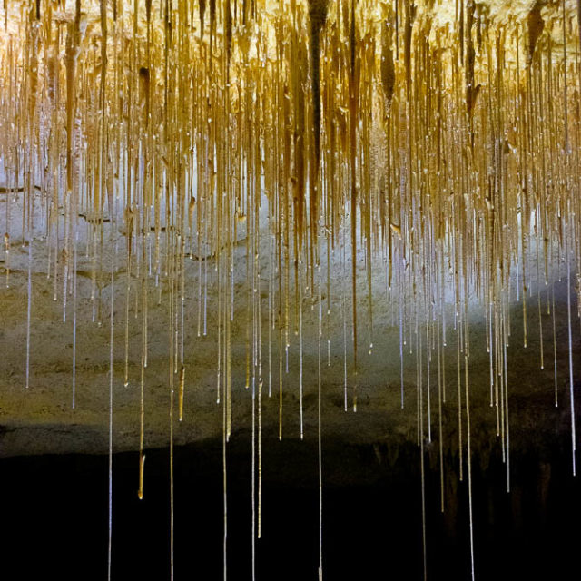 Ultra thin stalactites in the Naracoorte caves