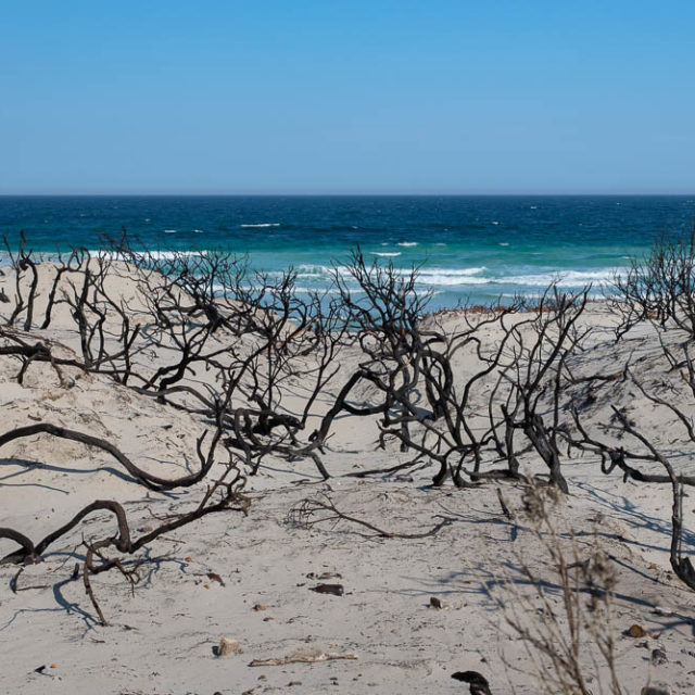 Scarred dunes by the bushfires at Vivonne Bay