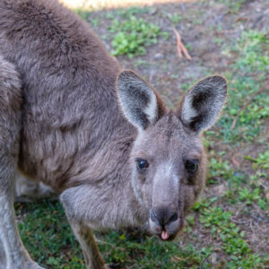 Kangaroo sticks its tongue out at you in Halls Gap