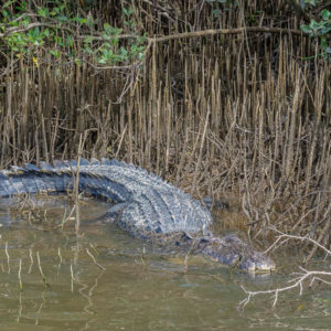 Zoutwaterkrokodil in de Daintree rivier
