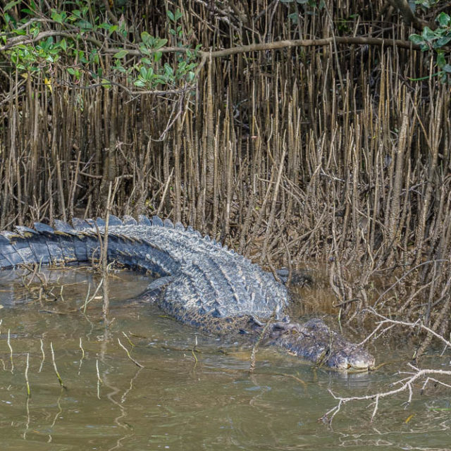 Saltwater crocodile in Daintree River