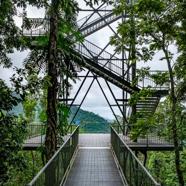 Tower lookout at the Mamu Tropical Skywalk