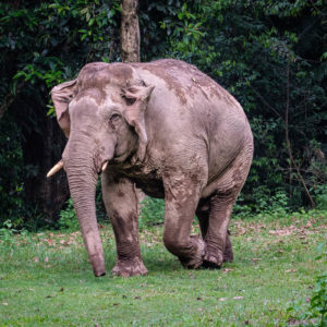 Wilde olifant in Khao Yai