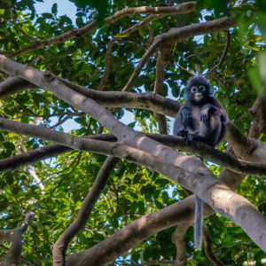 Dusky Leaf Monkey in Angthong Marine Park