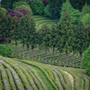 Boseong tea fields